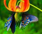İki kelebekler bir çiçek